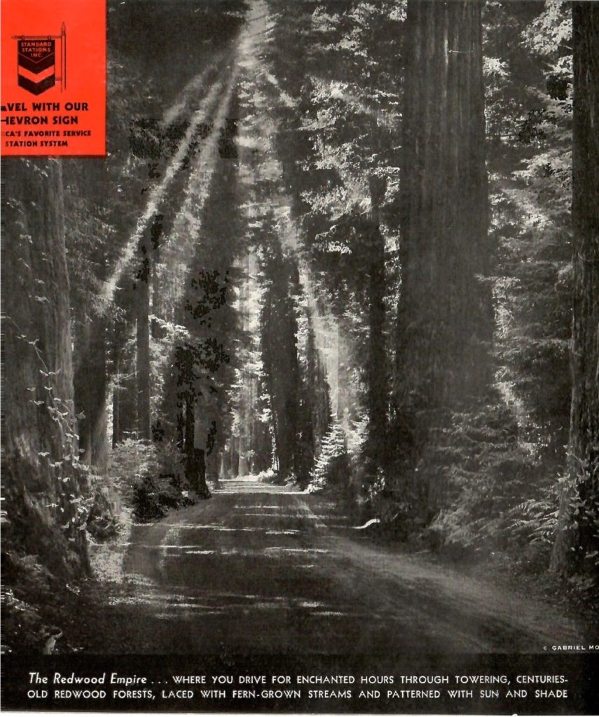 A black and white photo from 1936 of the California Redwoods