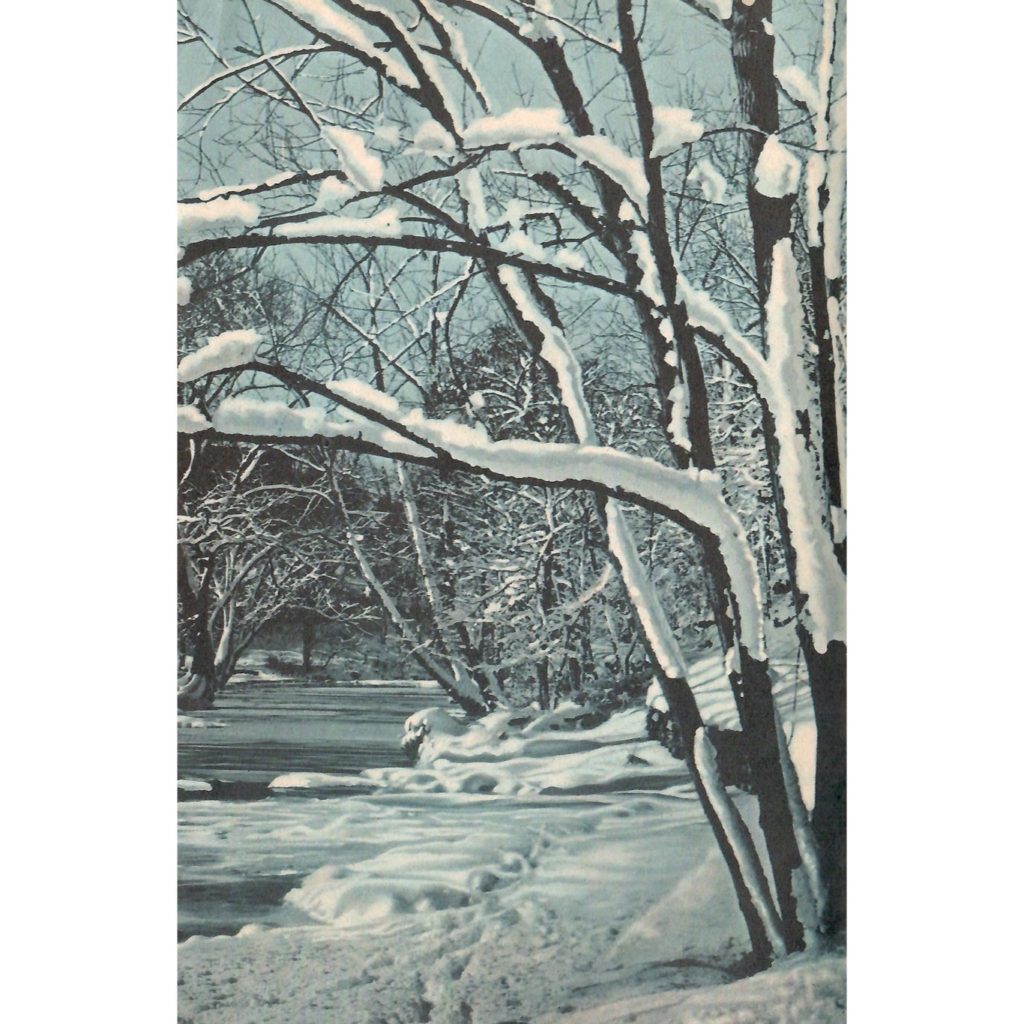 Photo of Snow Covered Branches