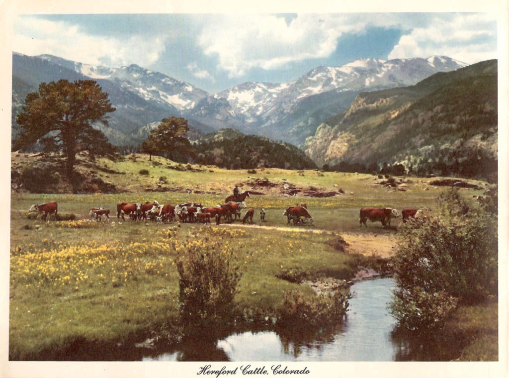 Cattle in Colorado. A page from the "Scenic West" travel guide published by Standard Oil.