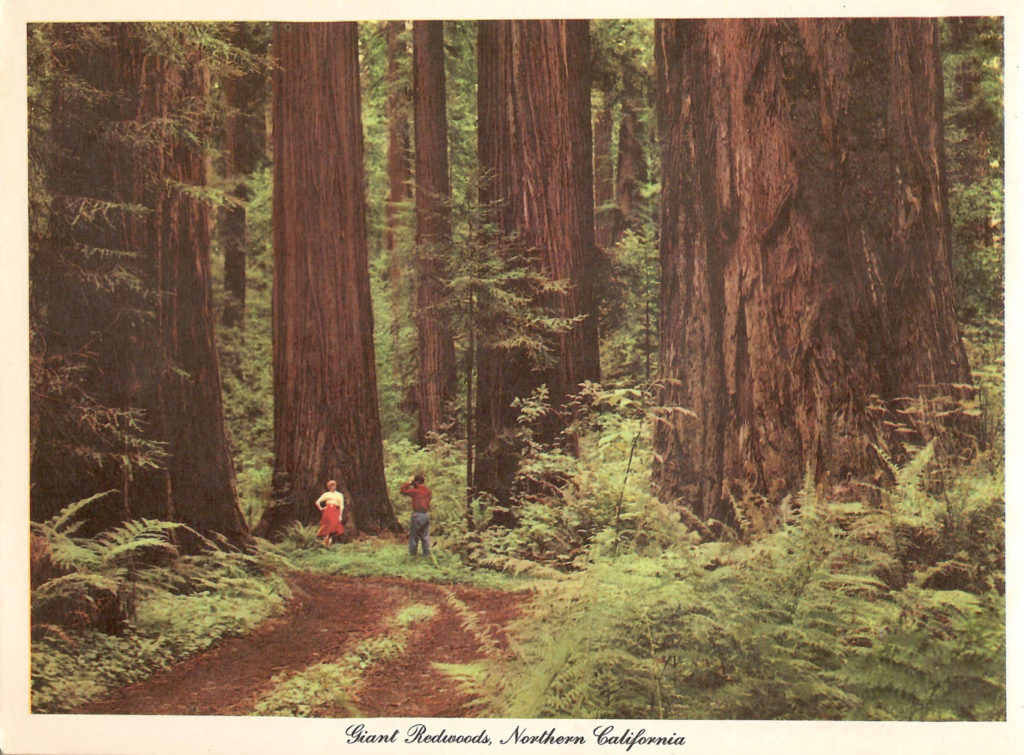 Giant Redwoods. A page from the "Scenic West" travel guide published by Standard Oil.