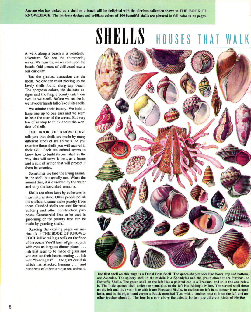 Shells. Article in the Book of Knowledge Encyclopedia Promotional Booklet.